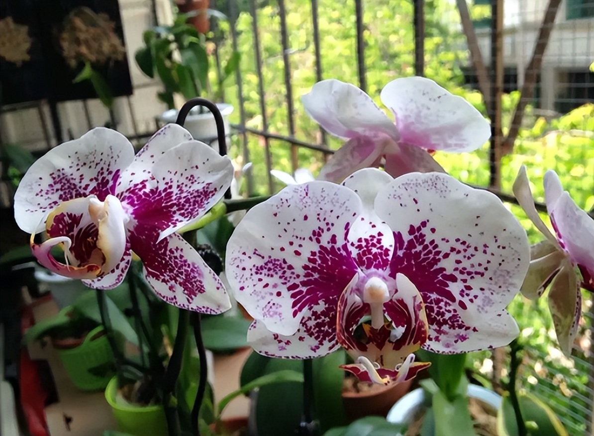 新手养蝴蝶兰技巧,新手养蝴蝶兰怎么养