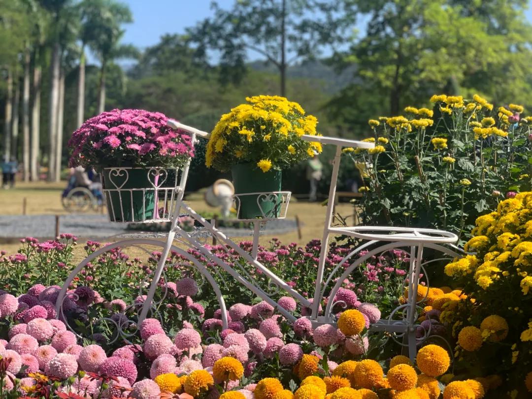 66万盆菊花东湖公园菊花展,东湖公园菊花展有哪些菊花