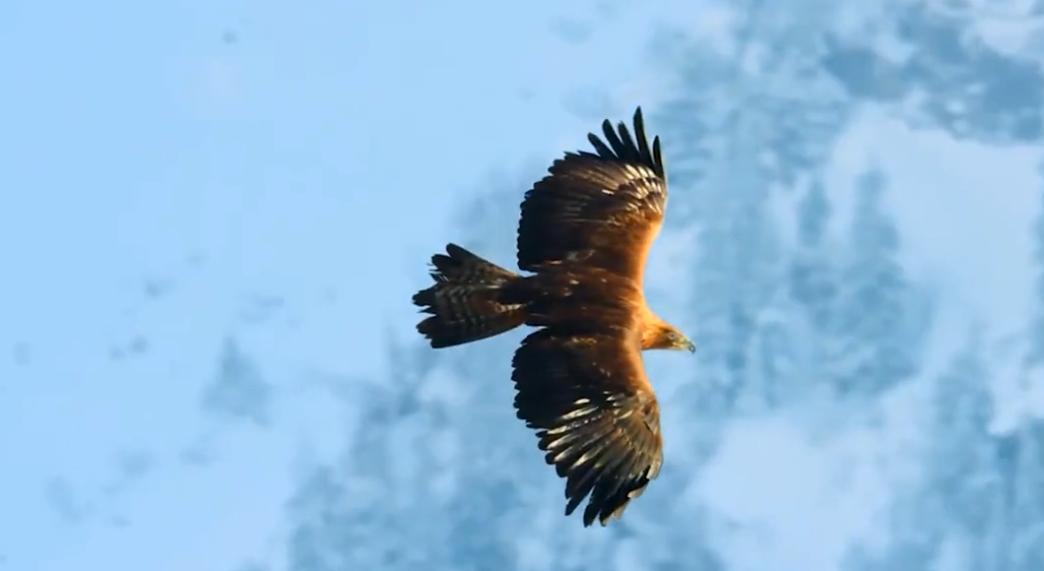 金雕击毙狼全过程,蒙古猎鹰捕狼视频