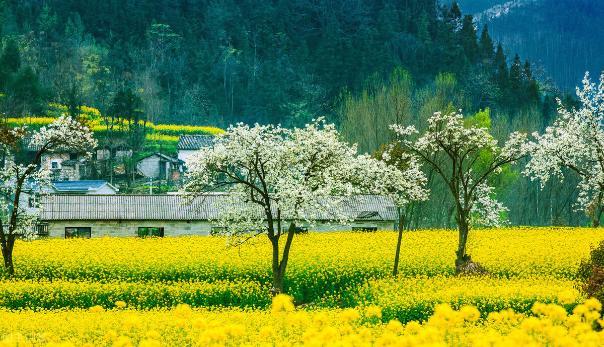 春季生发应如何调理肝脏,中医春季如何调肝养肝