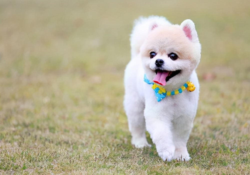 狗狗拉便便干有血是怎么回事,狗狗拉便便很干怎么办