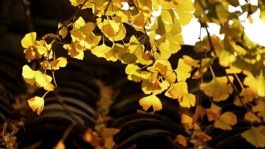 含有秋字的古诗100首飞花令,带秋字的诗句飞花令100句