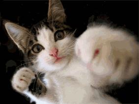 猫咪的胡须有什么作用需要剪吗,猫咪的胡子可以稍微剪掉一点点嘛