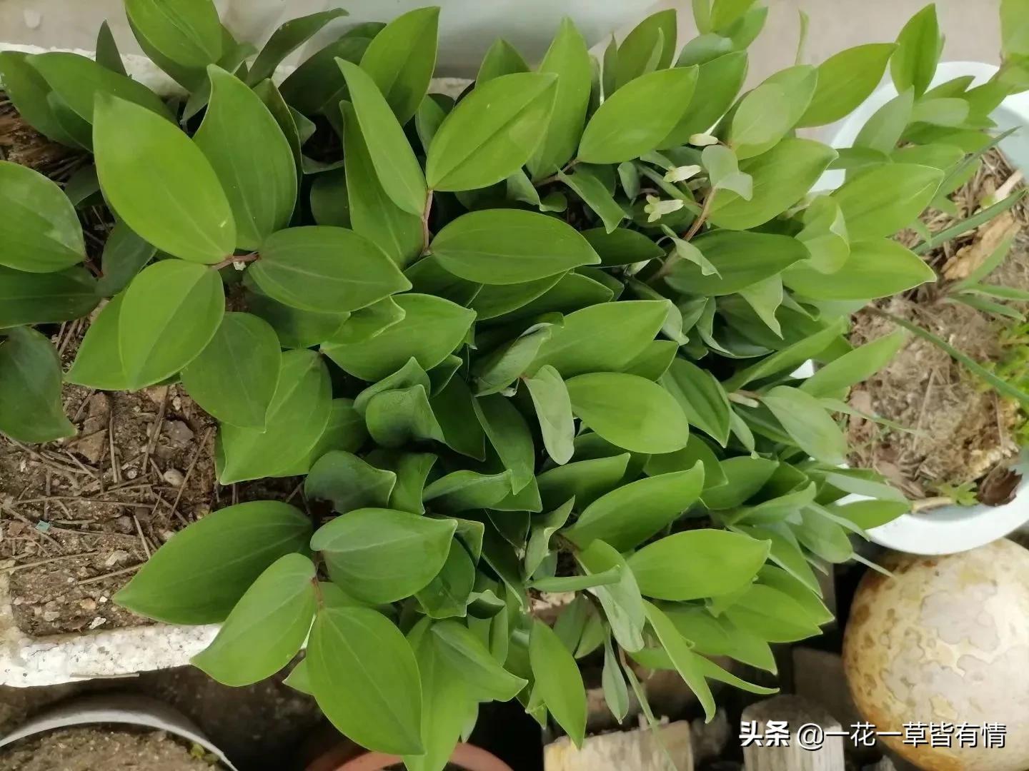 从根部野生黄精跟玉竹的区别,怎么分辨玉竹与黄精的区别