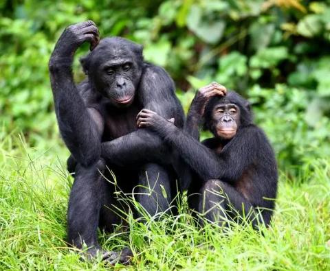 动物恶性肿瘤能吃吗,动物吃了肿瘤会怎样
