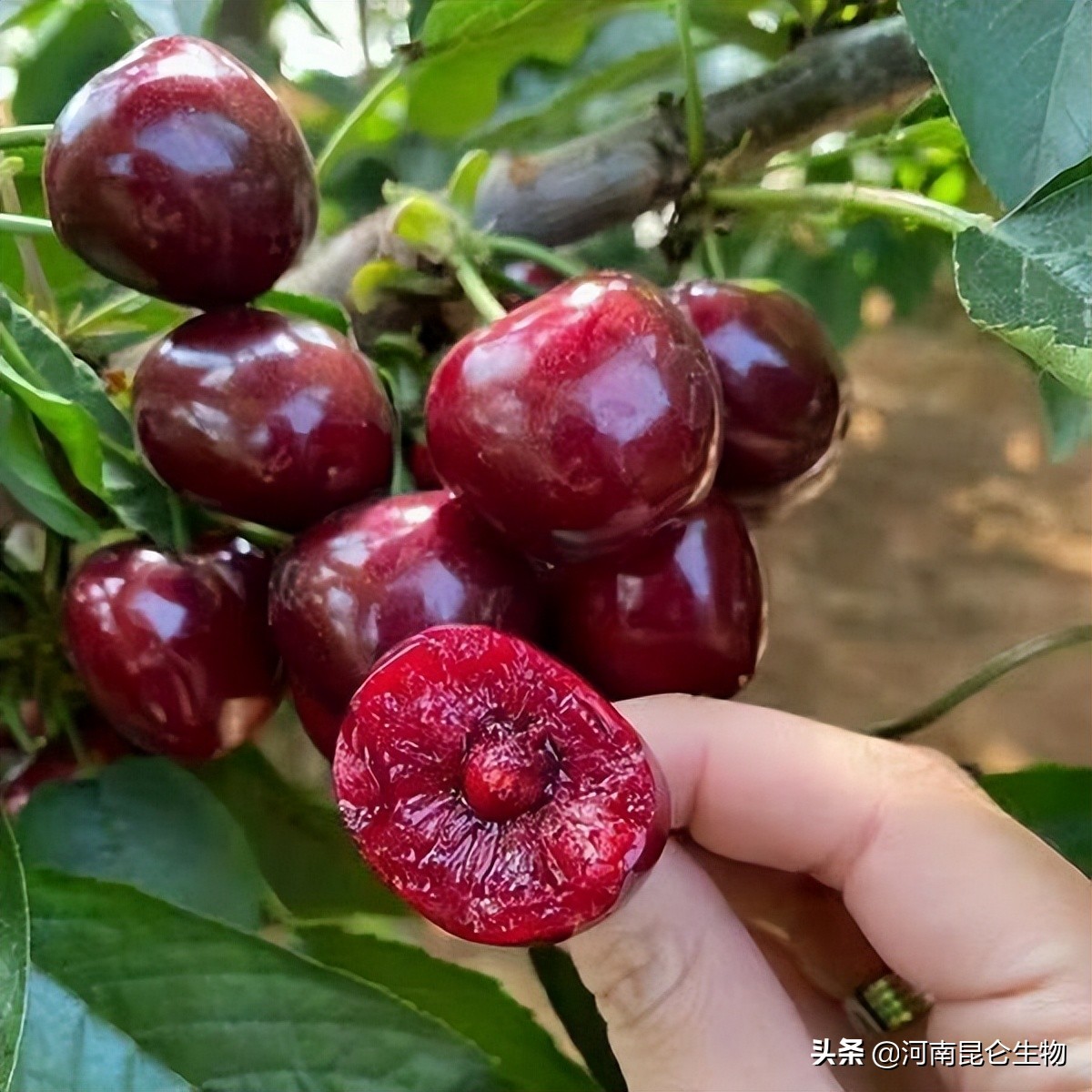 樱桃防治线虫病的药肥怎么用?大樱桃发生线虫不治疗会怎么样