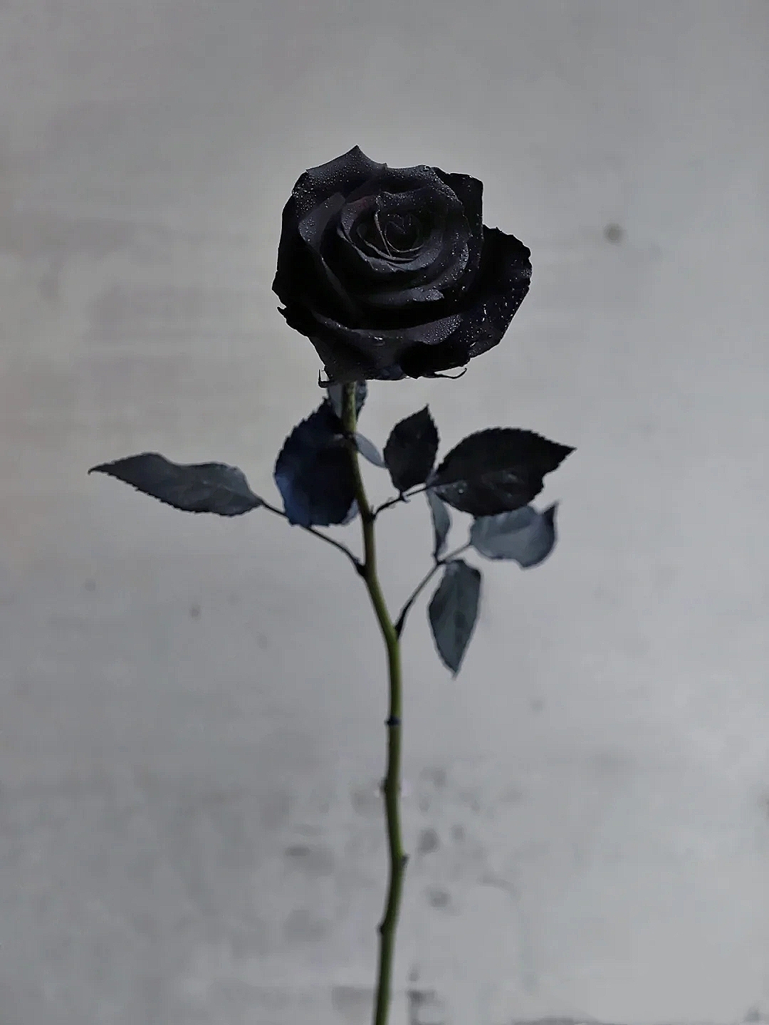 花艺教程花材打理知识,花艺教程常用花材及叶材有哪些