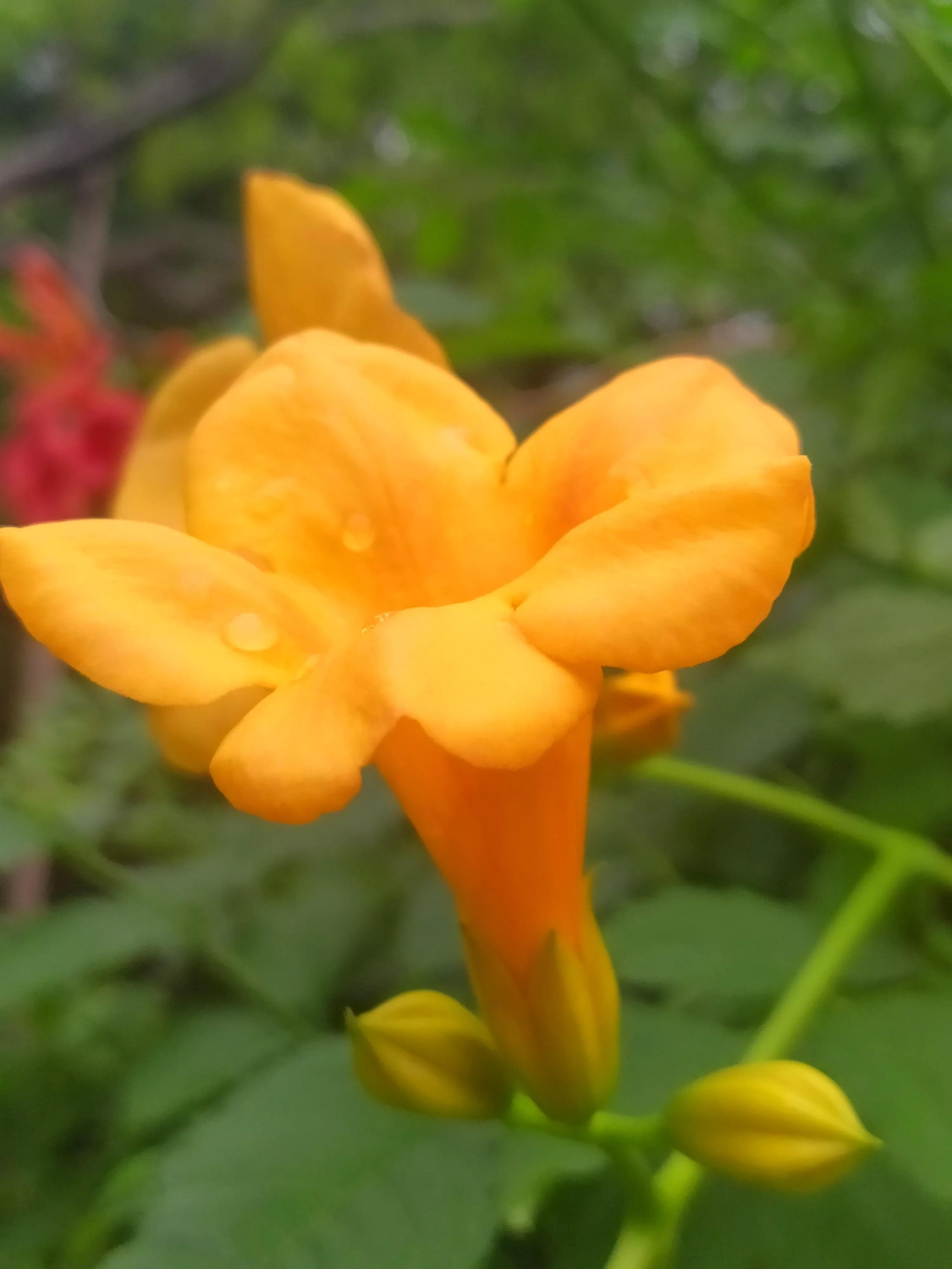 偏黄色的凌霄花好看,凌霄花娇艳绚丽