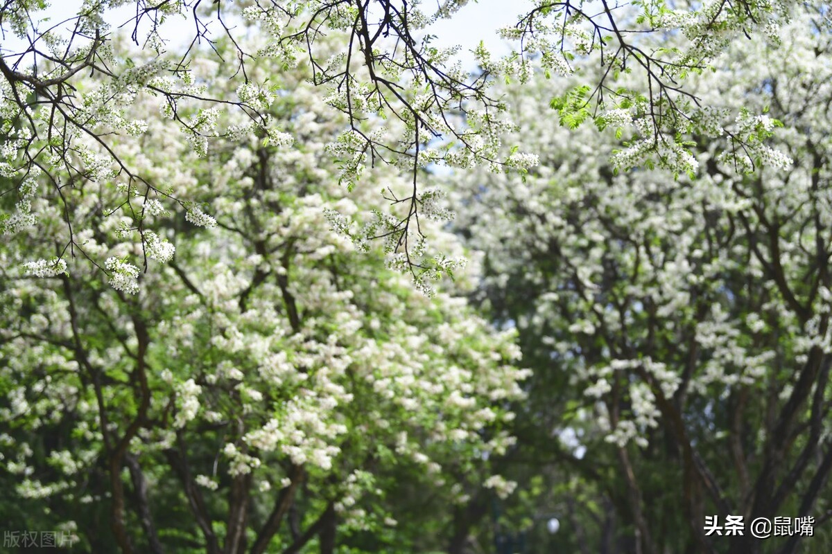 史记原文及译文16字,史记译文5