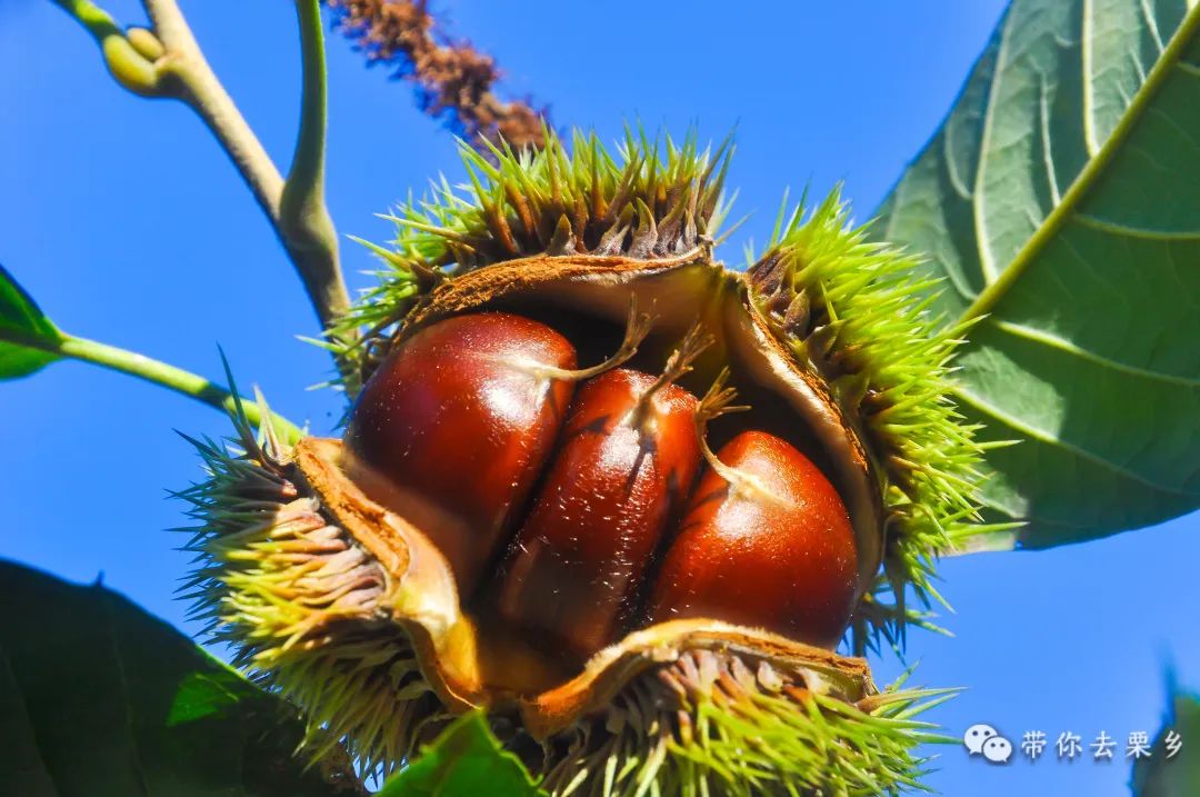 迁西板栗全球认养,迁西县板栗树