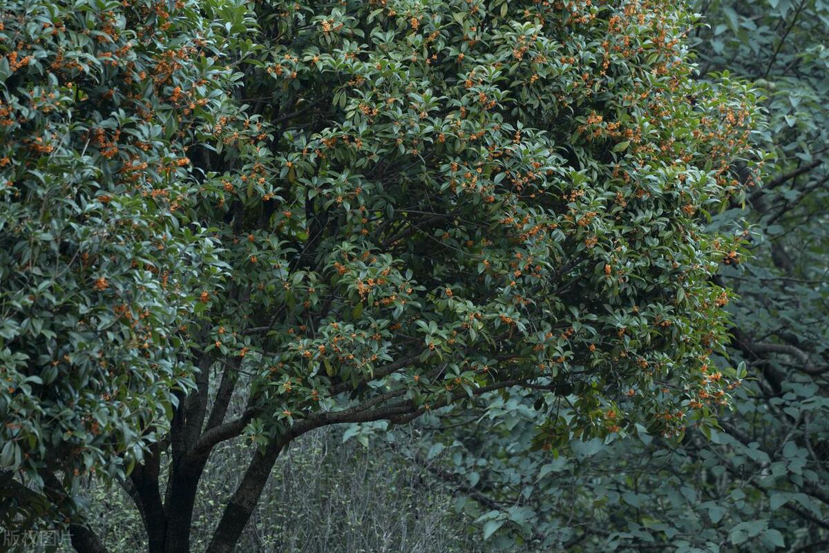 门前栽什么树聚财招财,门口种树富几代人