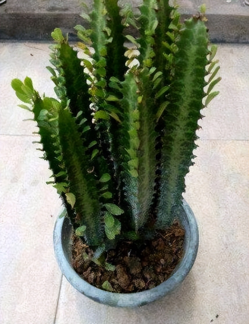 家里养什么盆栽好去甲醛净化空气,什么植物去甲醛旺宅