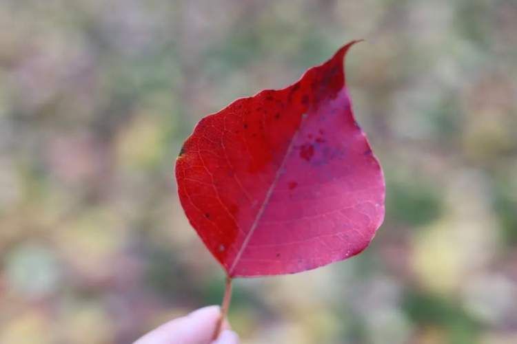 最值得打卡的动物园,国庆必打卡动物园推荐