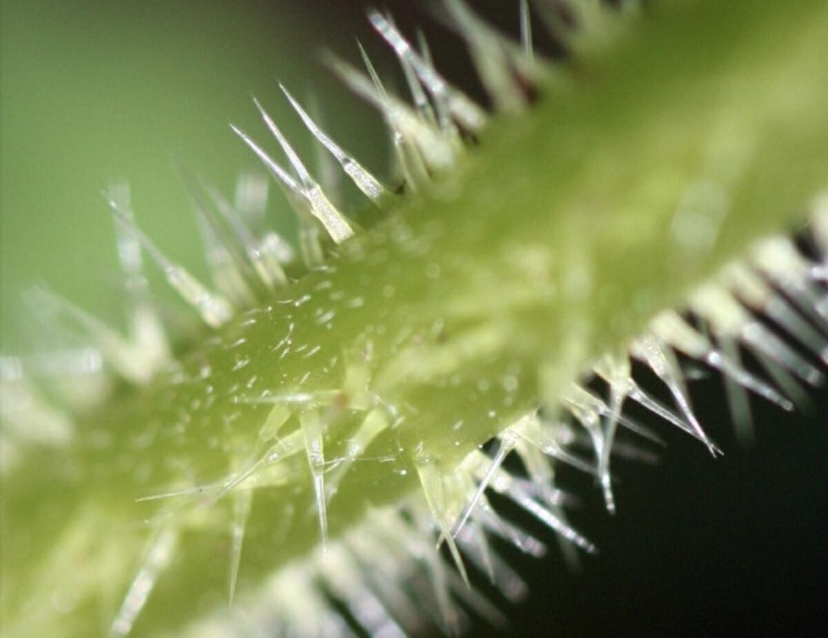 世界上最毒的植物毒番石榴,毒番石榴树能生存多久