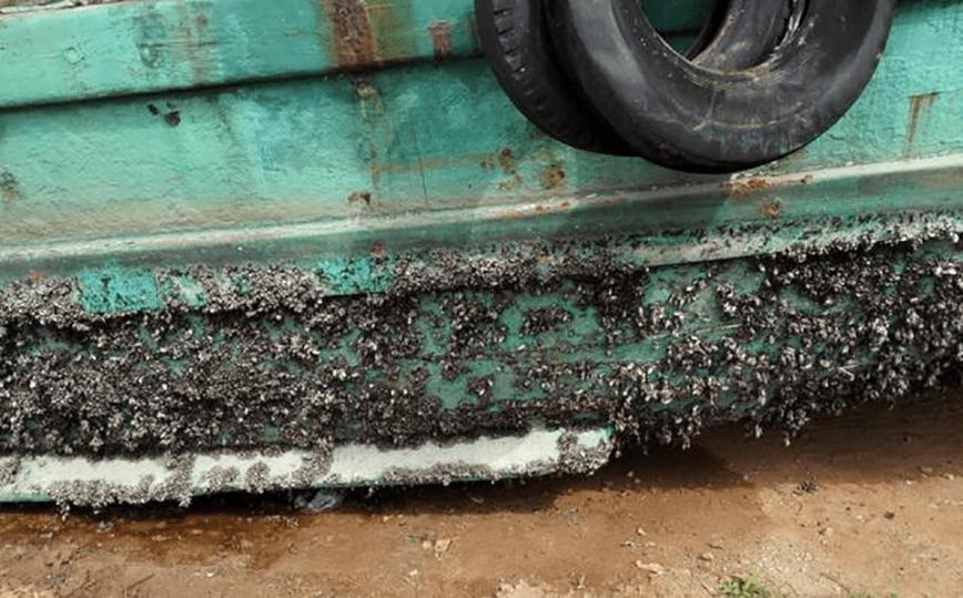 每次航线结束能刮下十多吨海鲜，都到海鲜市场了？这种海鲜吃不得