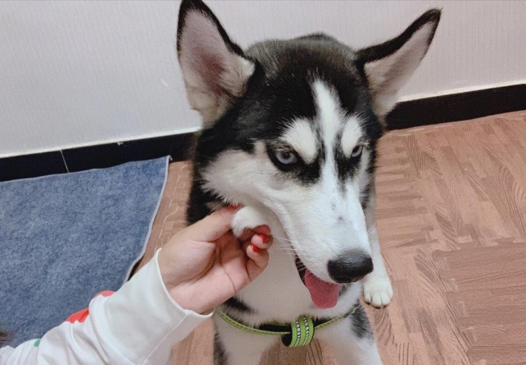 为什么猫没狗工作能力强,猫为什么不如狗那么忠诚听话呢