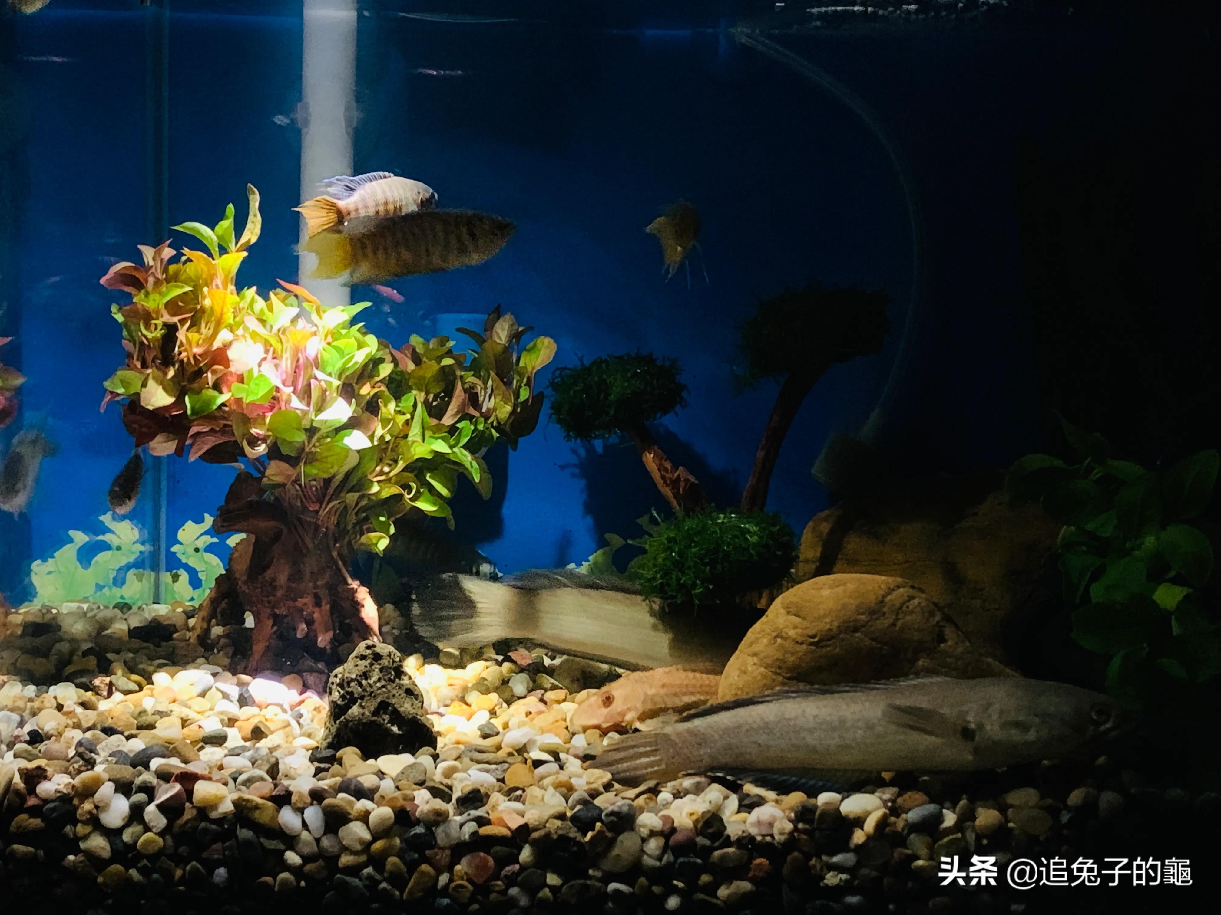 养鱼大坑,养鱼坑必须是万丈深渊