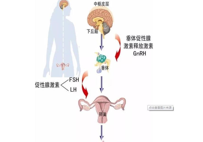 打九价会不会影响经期,打九价会影响来例假吗