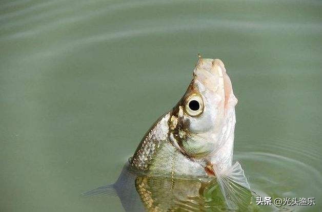 邓刚钓翘嘴鱼视频完整版,邓刚钓翘嘴鱼的方法及技巧