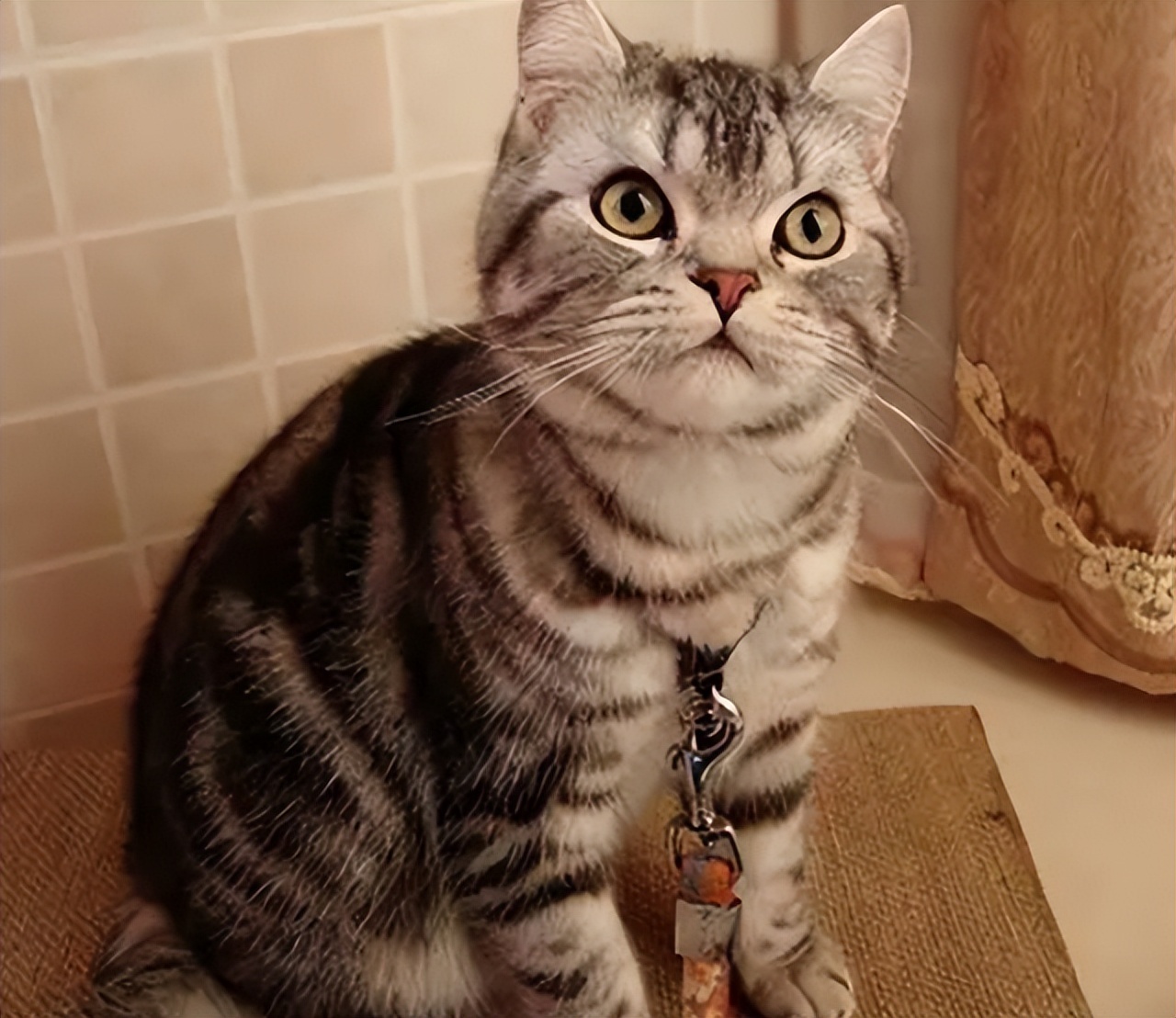 美国短毛猫吃多少猫粮合适,美国短毛猫吃什么猫粮比较好