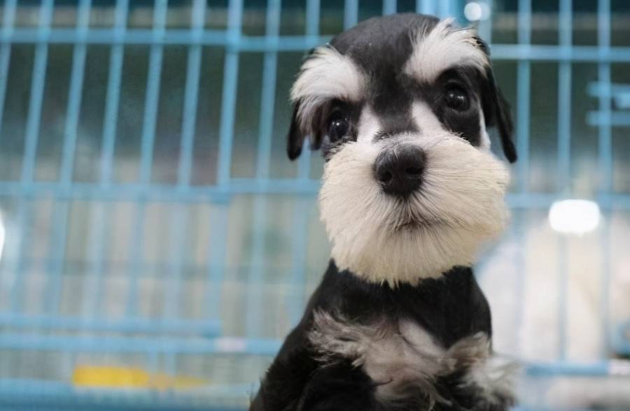 雪纳瑞犬和雪纳瑞可以好好相处吗,为什么大家都爱养雪纳瑞犬