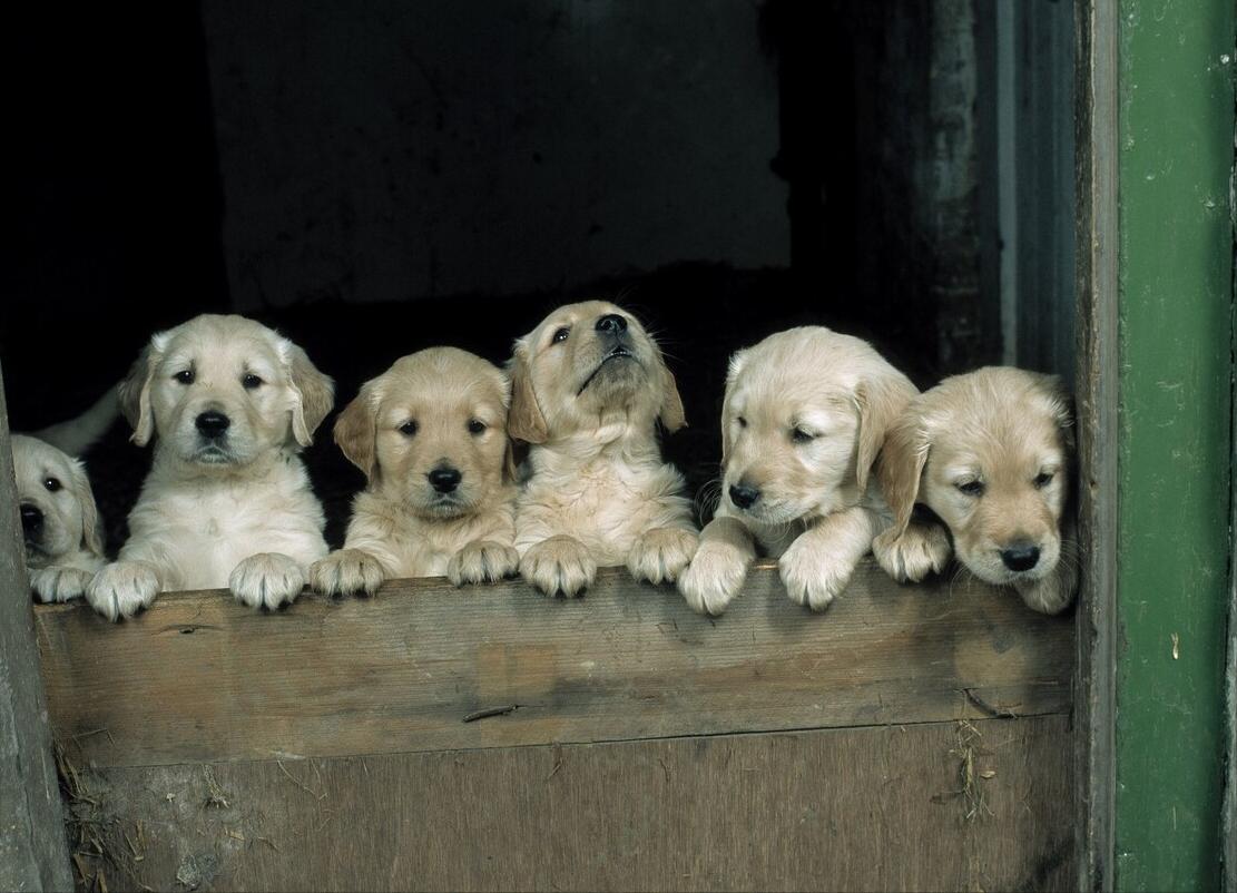 狗狗各种坏习惯,狗狗家中古怪行为引热议