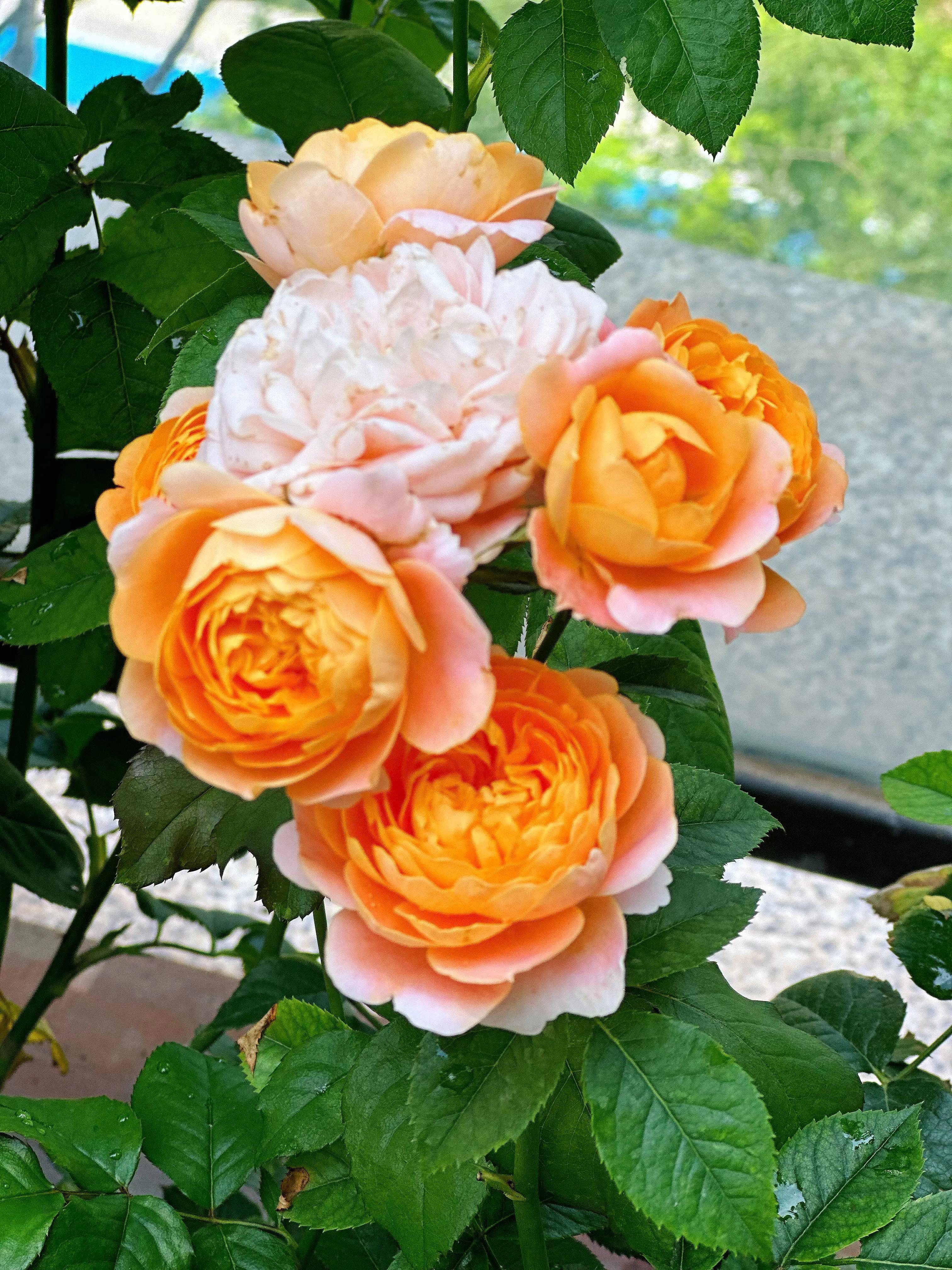 多季节开花的月季有哪些,夏天月季开花不标准