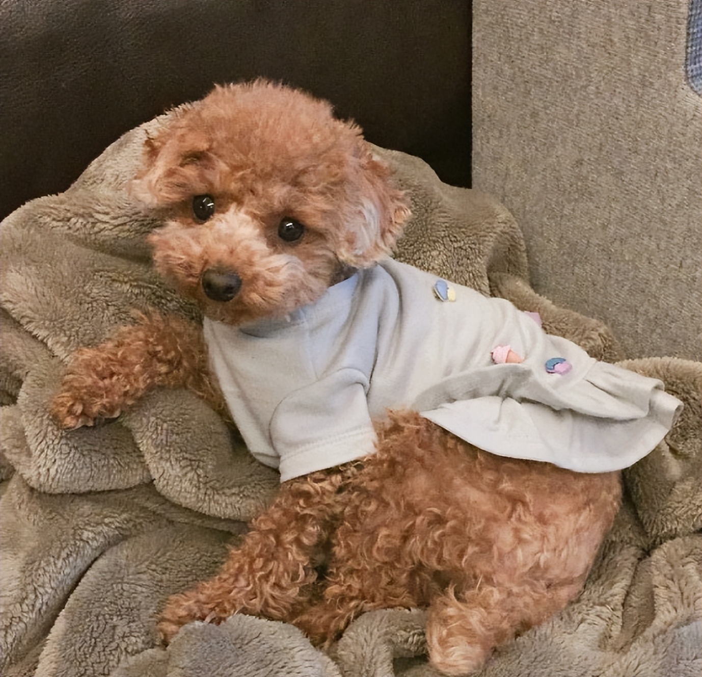 泰迪喜欢粘你,泰迪特别喜欢挨着你