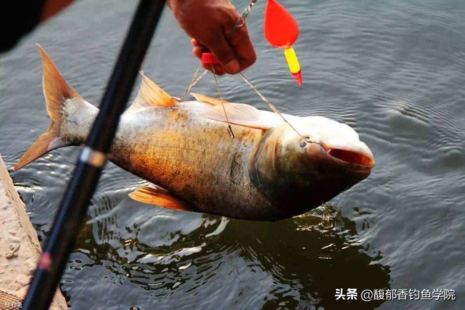 用方块饵钓鲢鳙怎么调漂,用方块饵冬钓鲢鳙方法