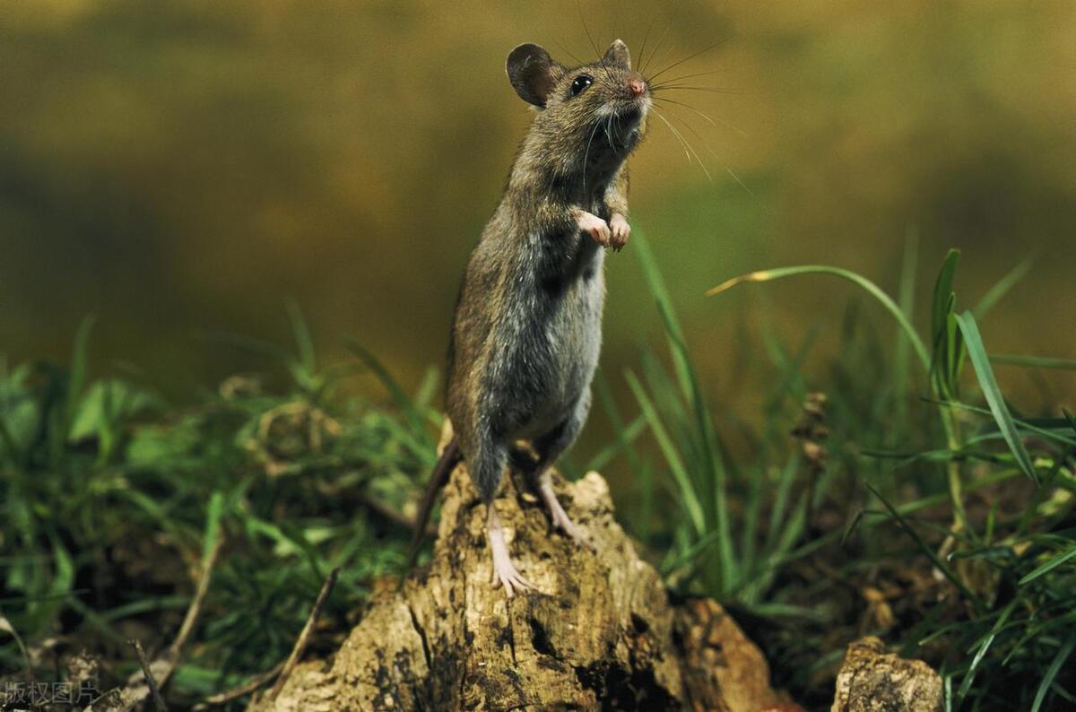 知道吗？拼命赚钱的你，和老鼠、蝗虫一样，单个挺好，成群就疯狂