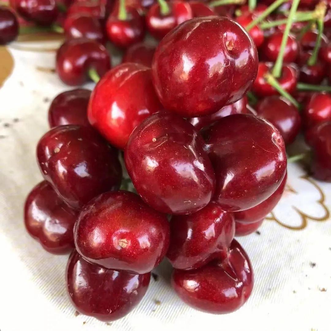 山东大樱桃最好的品种有哪些,目前山东最好的大樱桃品种