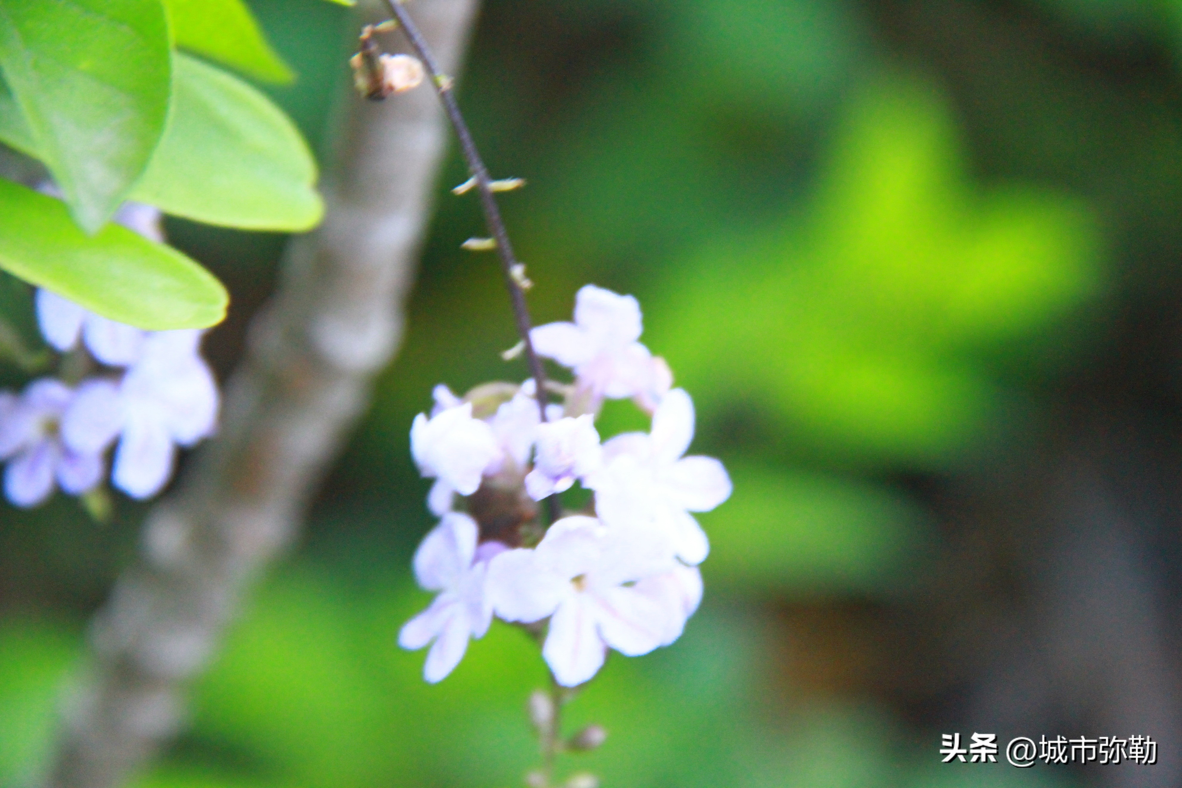 一个身家数亿的孝子马东升