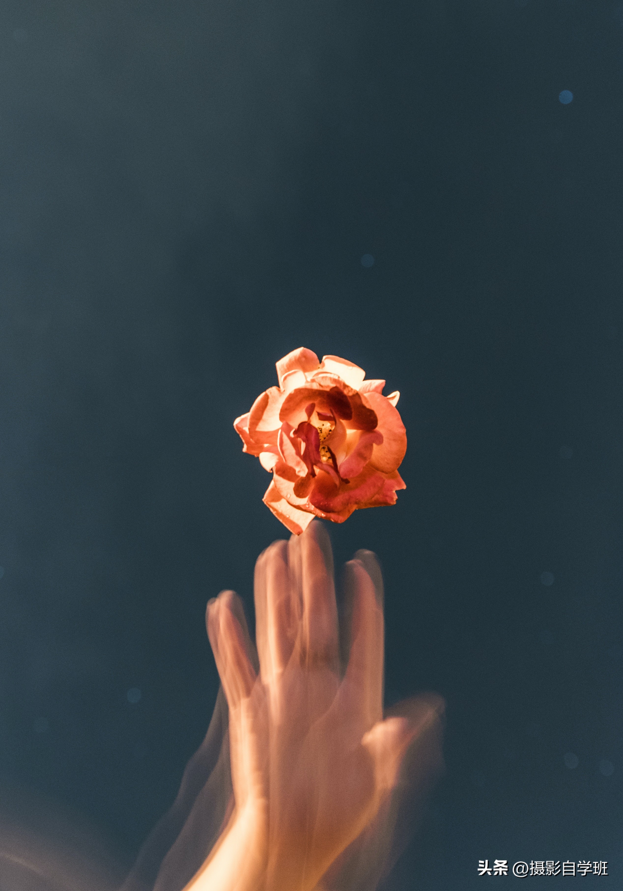 6月份月季什么情况打花苞,6月份的月季花