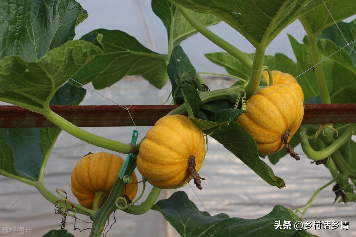 单角丝瓜不结瓜怎么补救,南瓜丝瓜西瓜黄瓜