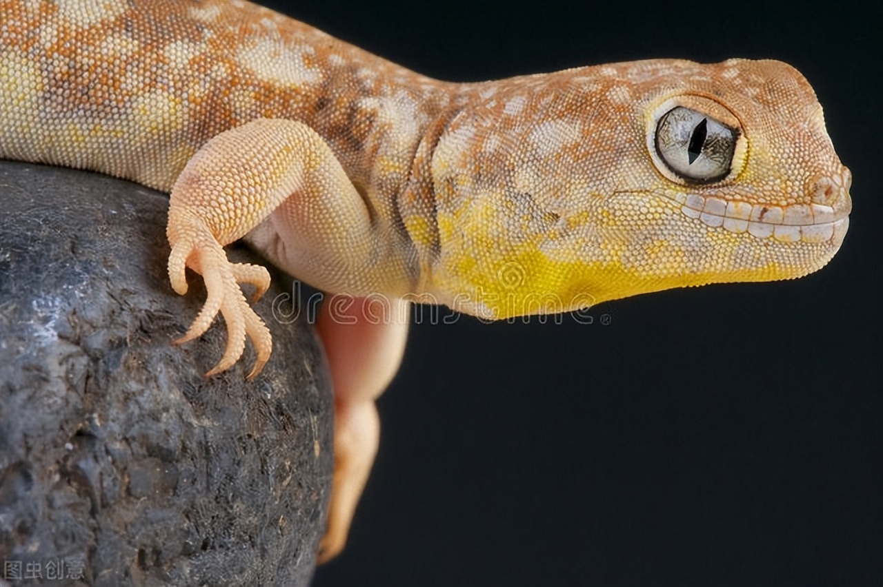 澳洲男子生吞壁虎死亡,澳大利亚男子生吞蜗牛