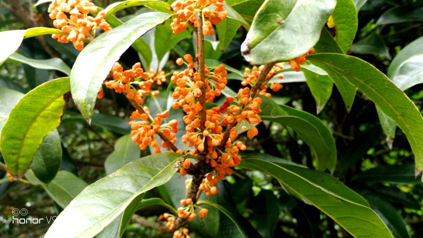 又是一年秋意浓赏桂正当时,金秋赏桂中秋到来之际