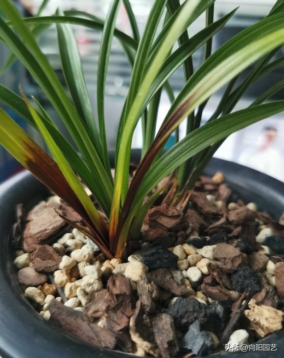 兰花淋雨叶片发黑怎么办,兰花淋雨可以代替浇水吗