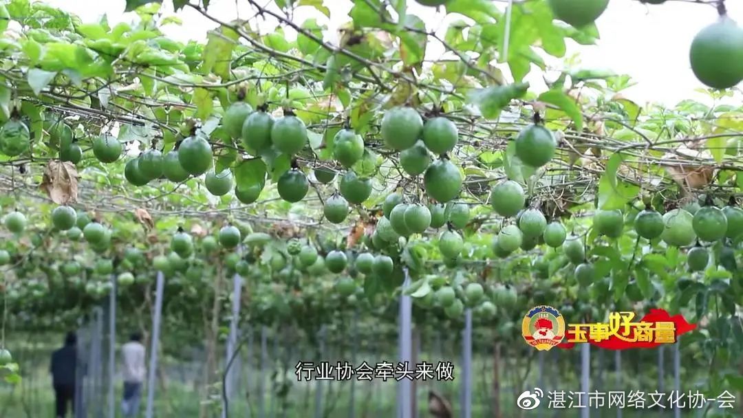 玉事好商量第5期,遇事好商量视频