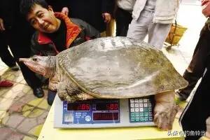 甲鱼咬手怎么让它松口,甲鱼咬手怎么办