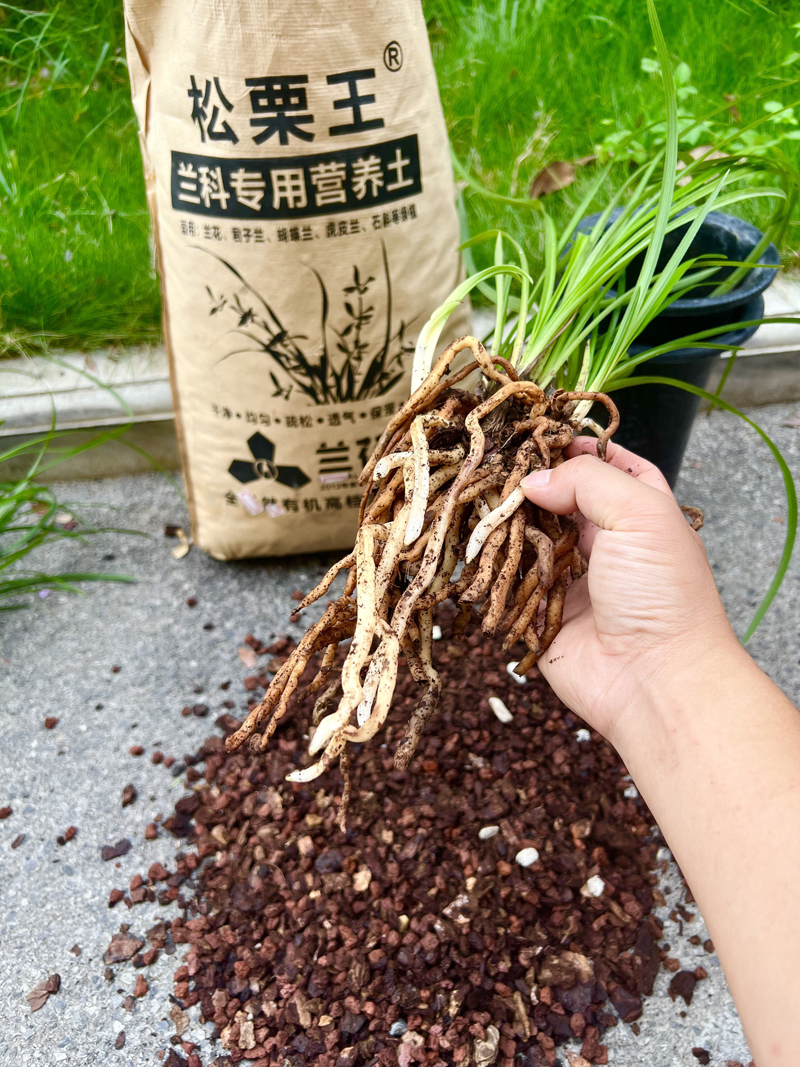 兰花菌根的形成和生理功能对于兰花的生长发育至关重要