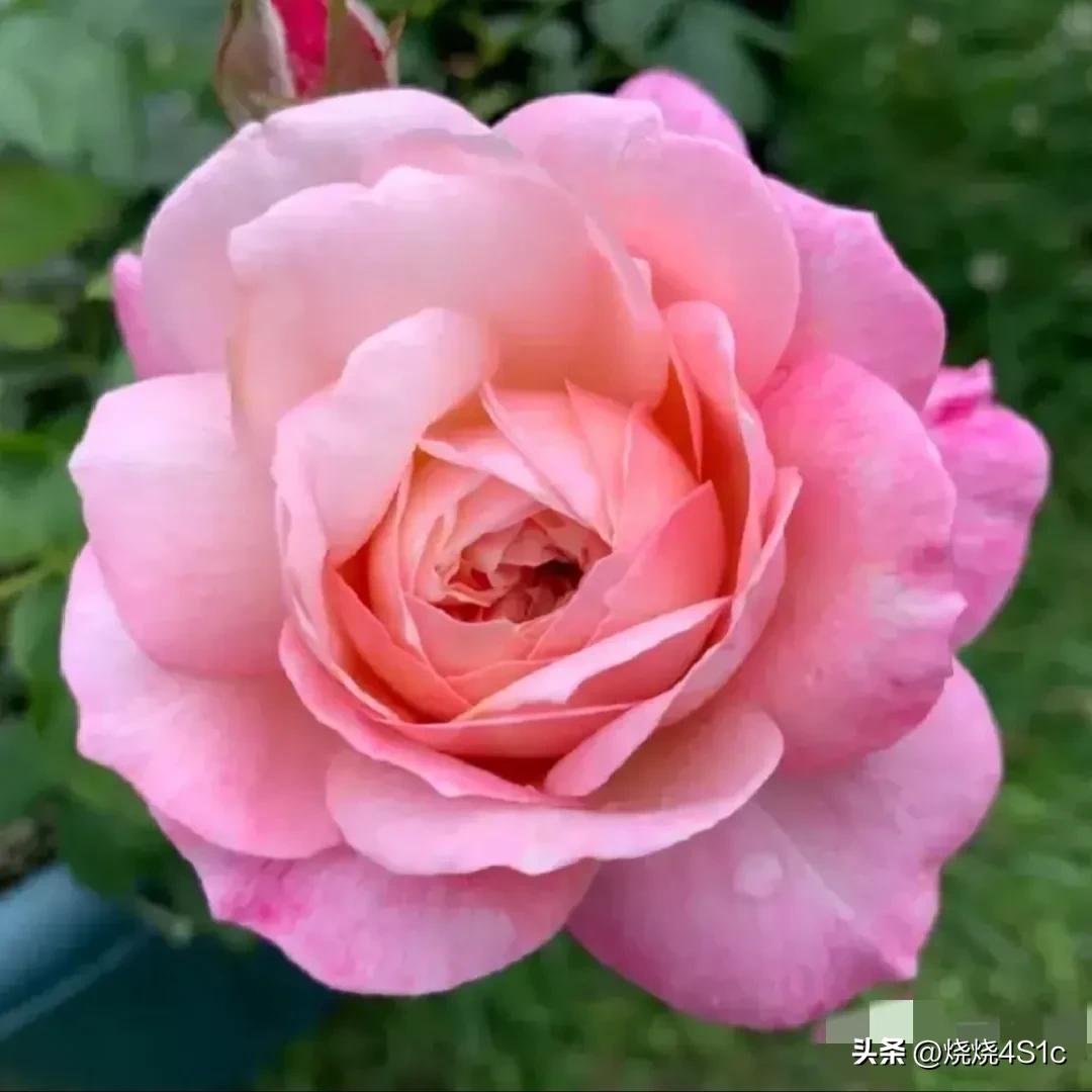 月季花开姹紫嫣红争奇斗艳,月季花开了千姿百态美不胜收