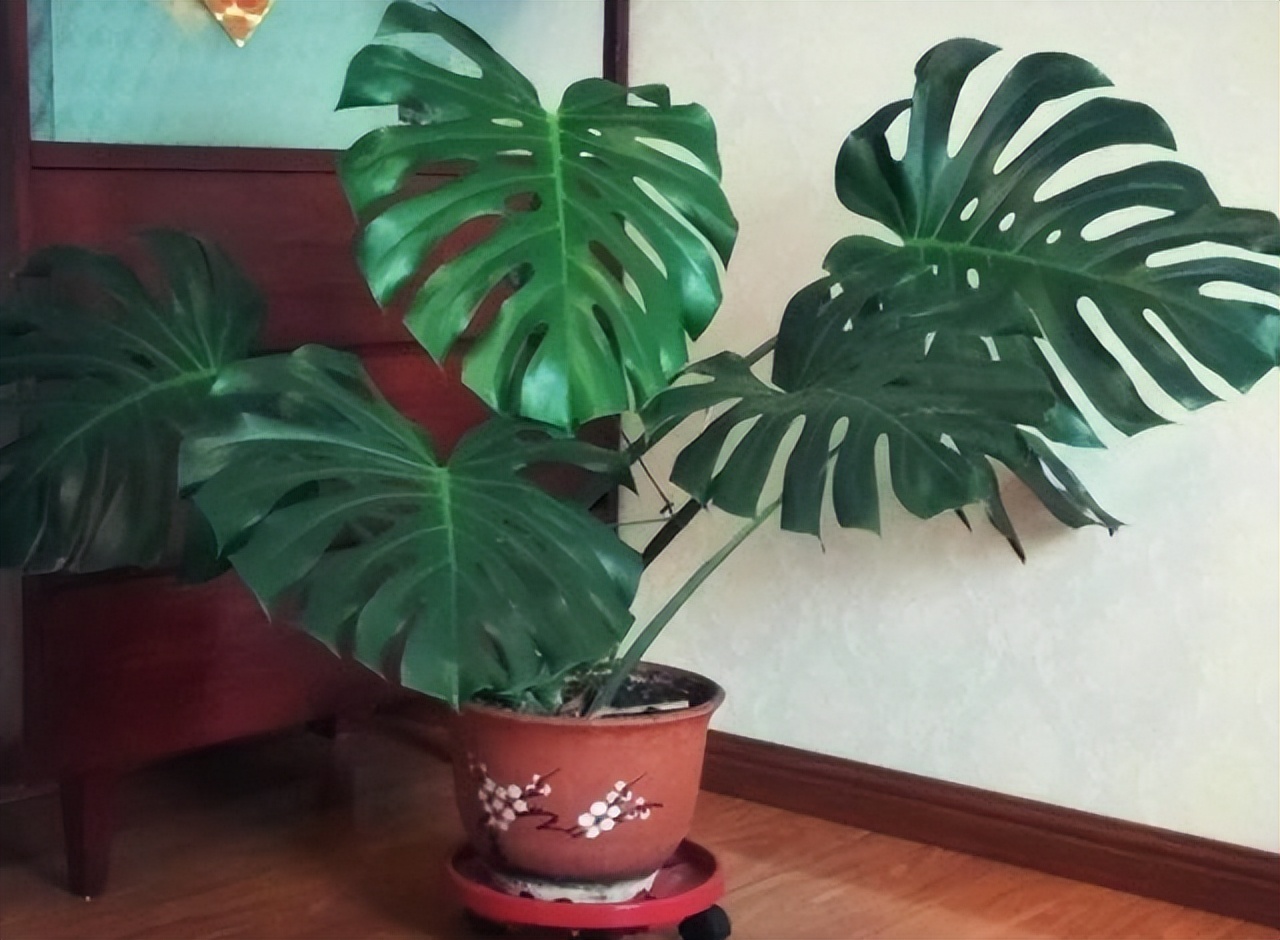 这4种花最好别养在室内,吸甲醛最好的10种花