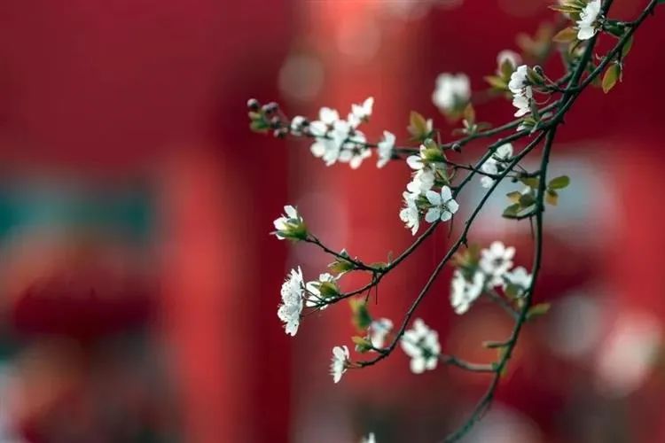 老外拿着长焦镜头拍视频,外国人喜欢用相机吗