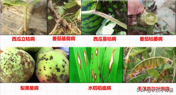 农作物细菌病与真菌病辨别,作物真菌细菌病毒病害的区别