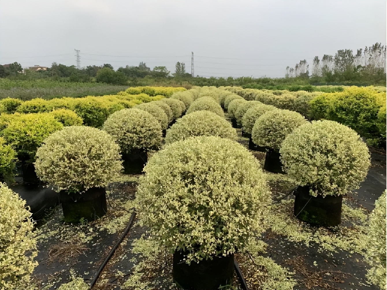 那些被我们忽略的风景,球球景观