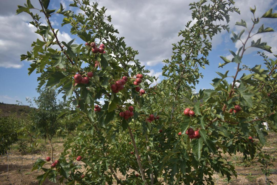 深秋等你到来,深秋等你来