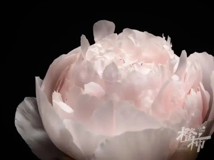 杭州姑娘在菏泽连住5天，只为抢到……