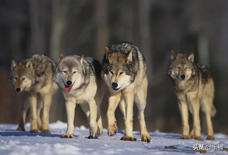 开挖掘机遇到猛兽,开挖掘机遇到发动机怎么办