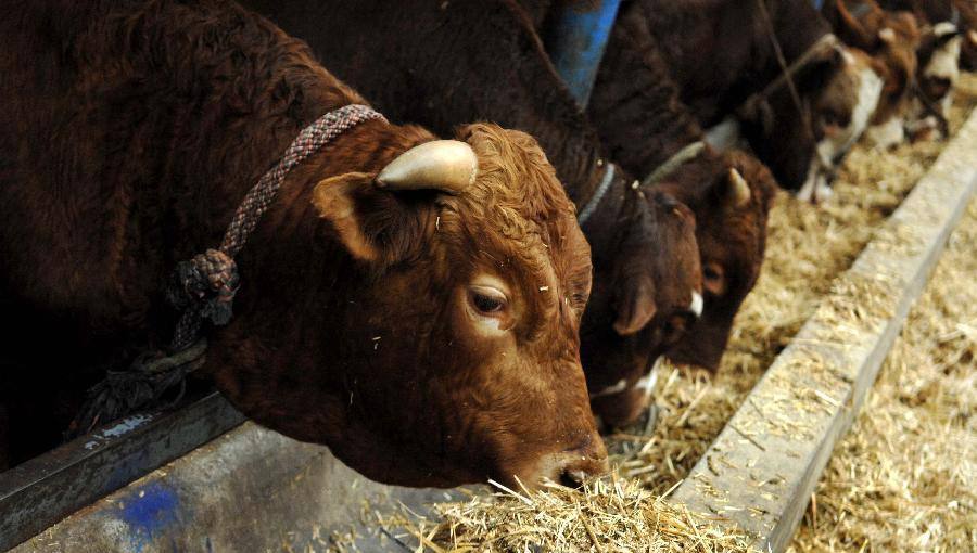 致死率100%！朊病毒无药可救且烹煮杀不死，感染后会有多恐怖？