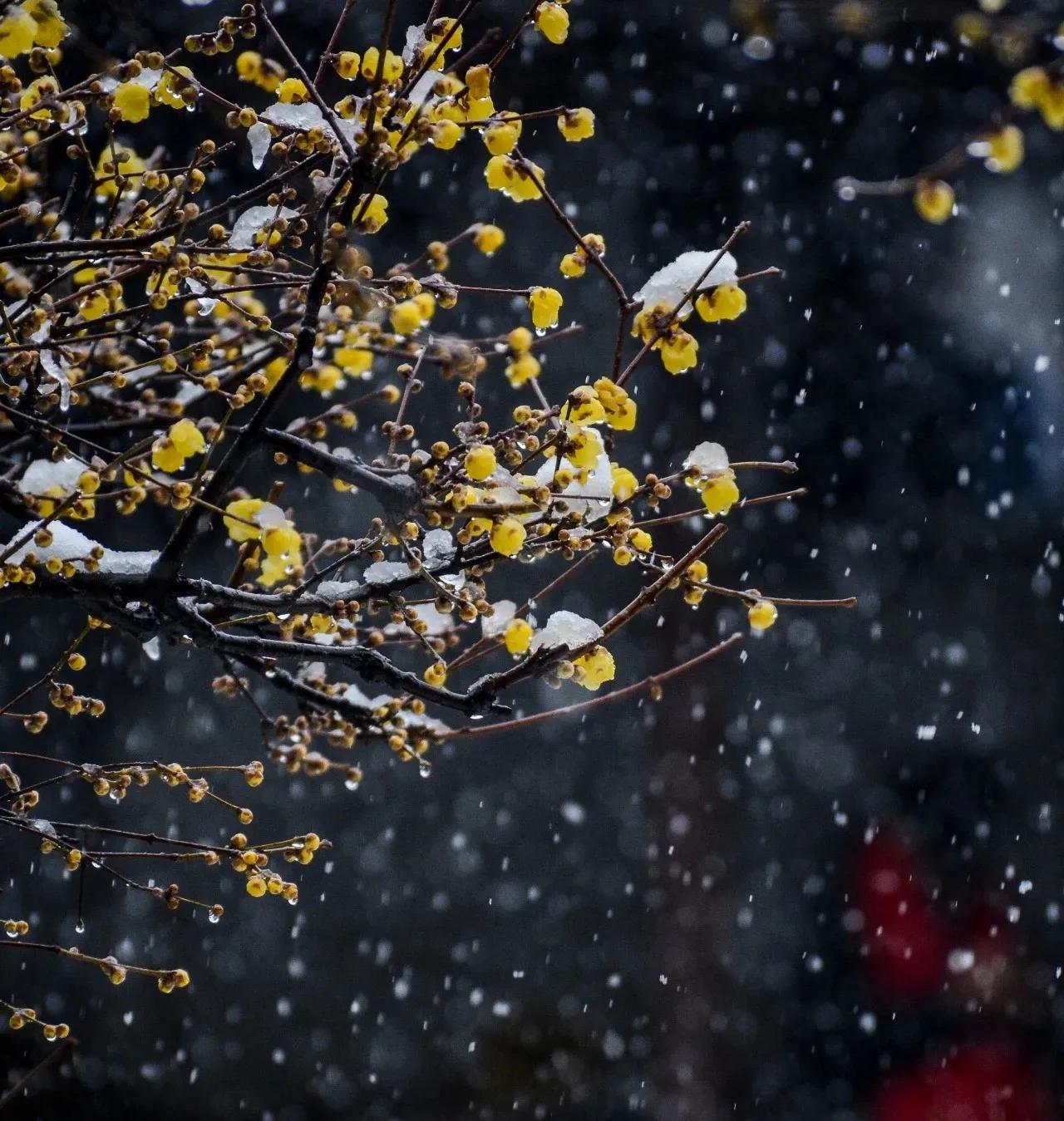 诗词丨心有花开，春景常在